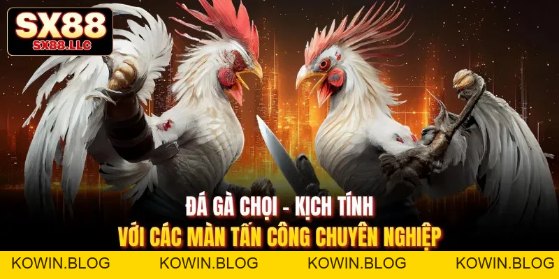 Đá Gà Tre Sx88 - Khám Phá Trận Đấu Kịch Tính, Chân Thực - kowin