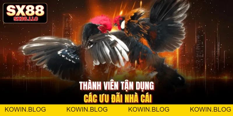 Đá Gà Chọi - Kịch Tính Với Các Màn Tấn Công Chuyên Nghiệp Tại SX88 - kowin