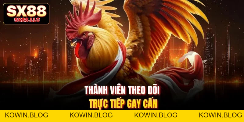 Đá Gà Chọi - Kịch Tính Với Các Màn Tấn Công Chuyên Nghiệp Tại SX88 - kowin