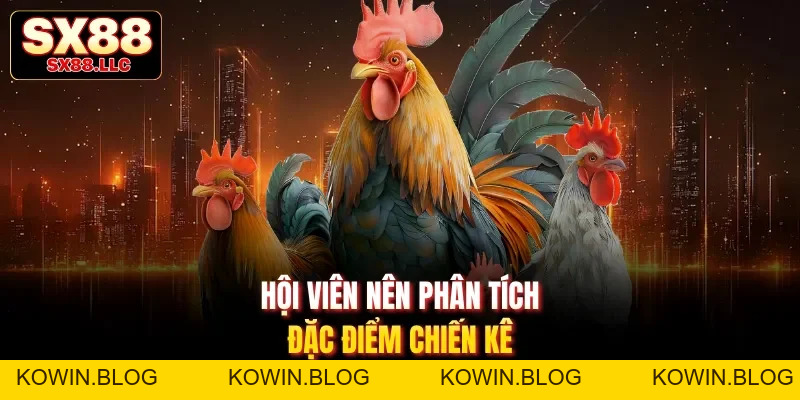 Đá Gà Thomo Nổi Bật Với Trận Chọi Kê Phong Cách Campuchia SX88 - kowin