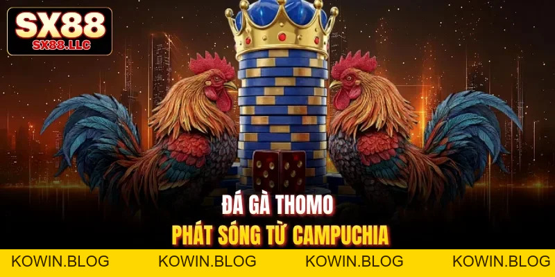 Đá Gà Thomo Nổi Bật Với Trận Chọi Kê Phong Cách Campuchia SX88 - kowin