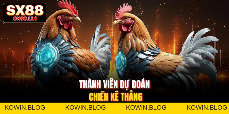 Đá Gà Thomo Nổi Bật Với Trận Chọi Kê Phong Cách Campuchia SX88 - kowin