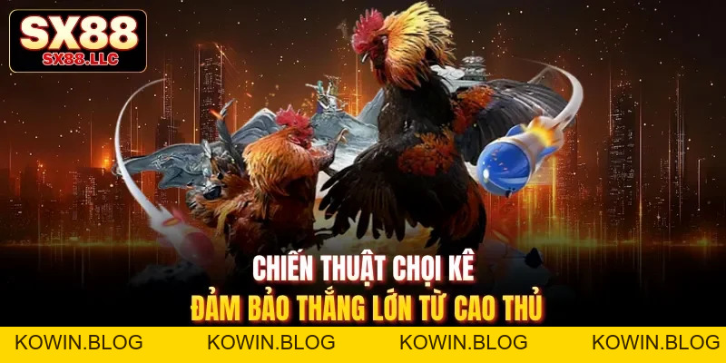 Đá Gà Tre Sx88 - Khám Phá Trận Đấu Kịch Tính, Chân Thực - kowin