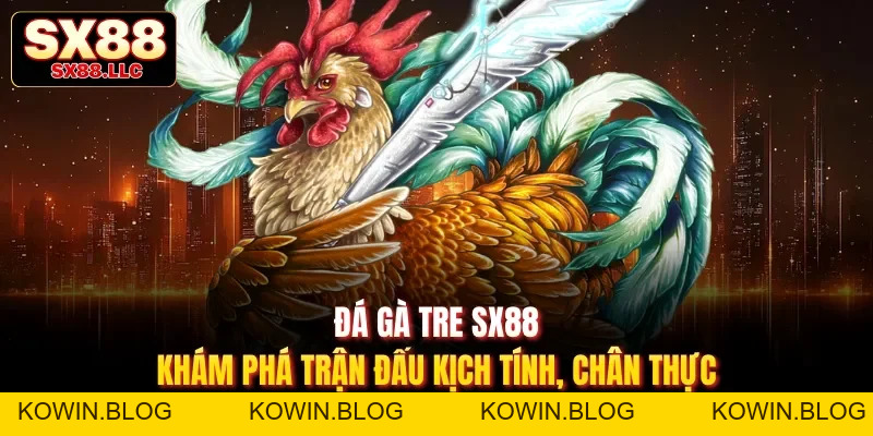 Đá Gà Chọi - Kịch Tính Với Các Màn Tấn Công Chuyên Nghiệp Tại SX88 - kowin